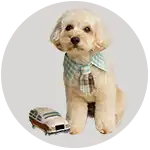 pet care icon